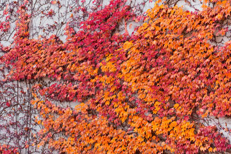 Red, green and orange leaves of parthenocissus tricuspidata veitchii growing on the facade of a biulding. Also called boston ivy, grape ivy, japanese creeper or japanese ivy.の写真素材