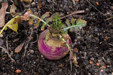 Brassica rapa subsp. rapa subvar. esculenta growing in nutritious earth. A root vegitable.の写真素材