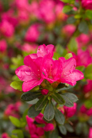 Azalea Kuisianum Rauschenstein is a small pink blooming Rhododendronの写真素材