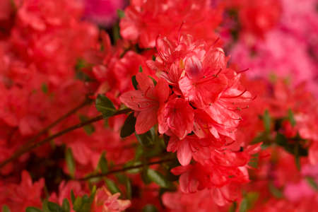 Azalea Simsii Rex is a beautiful Rhododendron native to India and China.の写真素材