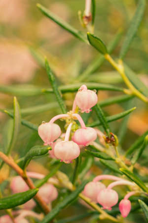 Andromeda polifolia, common name bog-rosemary, is a species of flowering plant native to northern parts of the Northern Hemisphereの写真素材