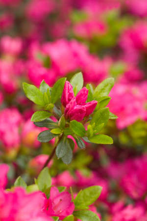 Azalea Kuisianum Rauschenstein is a small pink blooming Rhododendronの写真素材