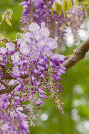 Wisteria Sinensis, Chinese Wisteria, Chinese Kidney Bean, Papilionaceae, Fragrant Pea-like flowersの写真素材