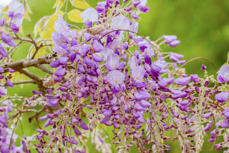 Wisteria Sinensis, Chinese Wisteria, Chinese Kidney Bean, Papilionaceae, Fragrant Pea-like flowersの写真素材