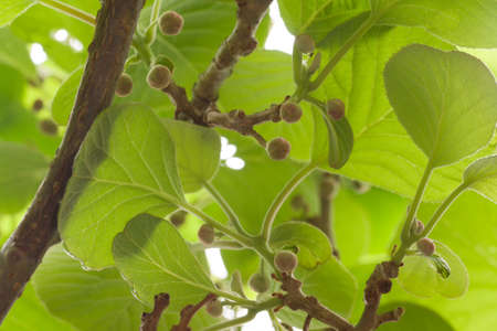 Young leaf and fruit growth on a kiwi vine back lit by spring sunshine. Actinidia Chinensis Planch