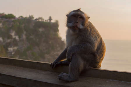 Monkey Macaca fascicularis sitting at sunset with uluwatu temple in the background, Bali island landscape. Famous Indonesia landmark at duskの写真素材