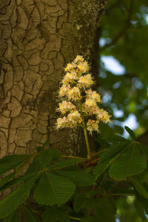 Flowering branches of chestnut (Aesculus hippocastanum) on the background of green leaves and tree barkの写真素材