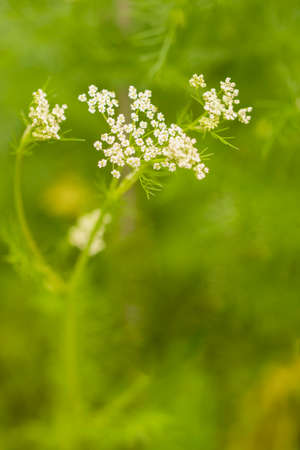 Caraway is used as a spice in breads, especially rye bread. Caraway is also used in desserts,...