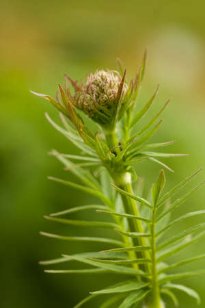 Valerian has been used as a medicinal herb since at least the time of ancient Greece and Rome. The...