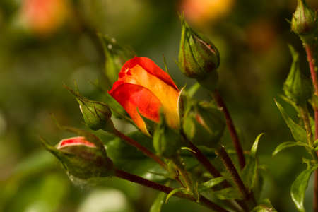 Novelty in floribundas with nostalgic flowers, its fashionable colour and ist high degree of disease...