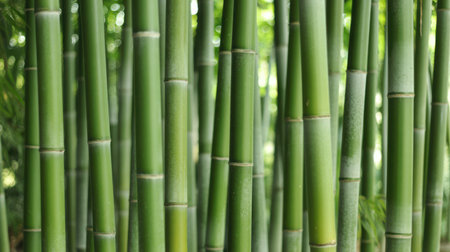 A dense wall of vibrant green bamboo stalks fills the frame. The vertical lines of the stalks are prominent, with clearly visible nodes and segments. The natural texture of the bamboo, along with subtle variations in color and light, creates an organic and immersive background.の素材