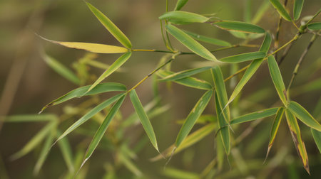 A detailed, close-up shot of vibrant green bamboo leaves with some showing yellowing tips, suggesting a natural progression or seasonal change. The leaves are arranged on thin stems, creating a delicate pattern against a softly blurred, natural background. The focus is sharp on the foliage, highlighting the texture and subtle color variations.の素材