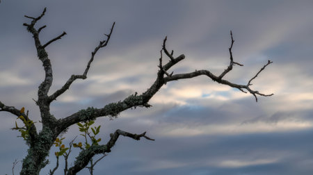 Gnarled tree branches, covered in grey lichen, extend across a moody sky filled with soft grey and white clouds. A few small green leaves are visible on the lower branches.の素材