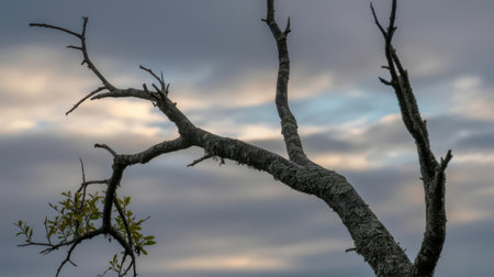 Gnarled tree branches covered in lichen and moss stretch across a moody sky filled with grey, white, and blue clouds. Some small green leaves are visible on one branch.の素材