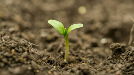 A single tiny green seedling with two delicate leaves emerges from dark, moist soil. The background is blurred, focusing on the sprout and soil texture.の素材