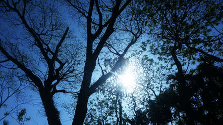 This sunlight linked nature through the ages to that past consciousnessの写真素材