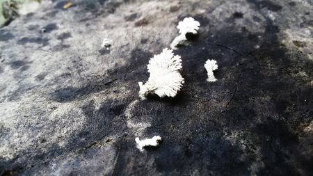 Fungus with Beautiful Wood Texture Backgroundの写真素材