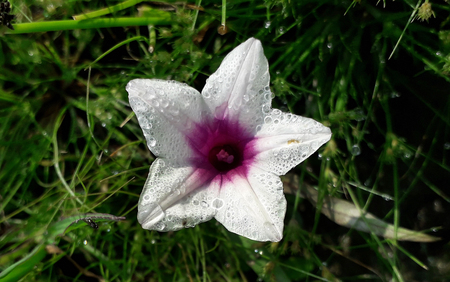 White Flower on The Grass of The Drops of Dewの写真素材