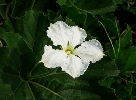 White Flower of Calabashの写真素材
