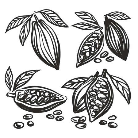 Vector illustration of cocoa beans drawn by handのイラスト素材