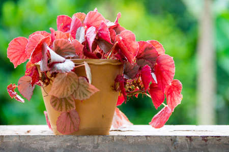 Beautiful small tree with red leaf.の写真素材