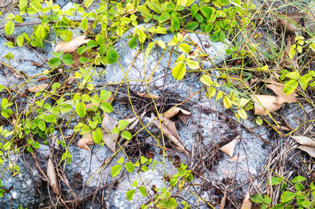 Green creeping plant on white rock and dry leaves