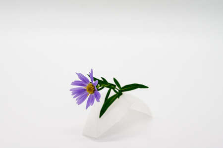 Purple flower with green leaves isolated on white background.の写真素材