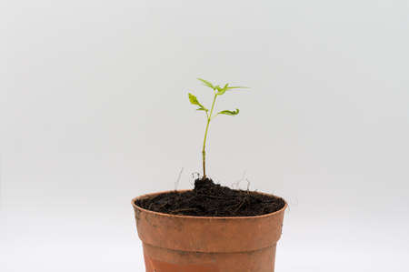 Small little tree plant in brown plastic pot isolated on white background.