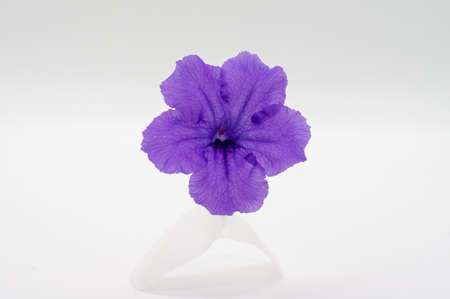 Purple flower isolated on white background.