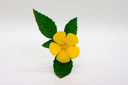 Yellow flower with green leaves isolated on white background.の写真素材
