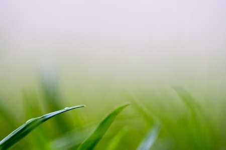 Green grass with blurry backgroun for use as a background.の写真素材