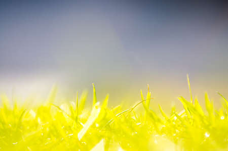 Green grass with blurry backgroun for use as a background.の写真素材