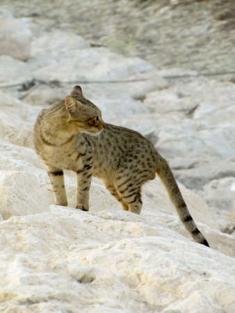 Cat like leopard