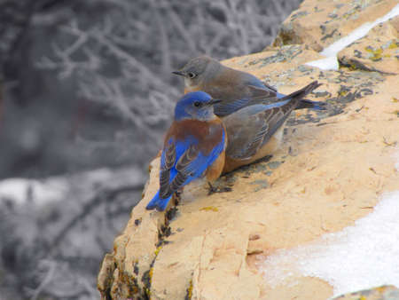 birds on the mountain の写真素材