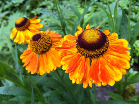 Three orange acanashiaの素材