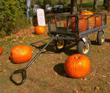 pumpkins in a cart  の写真素材