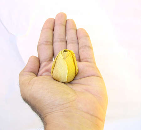 an open hand holding a yellow rose の写真素材