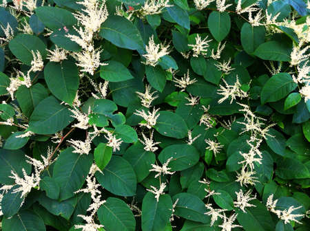 Weeds background の素材