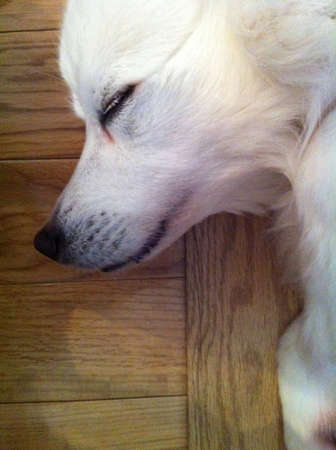 American Eskimo dog lying down on the ground close up 