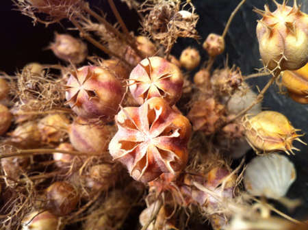 dry flowers