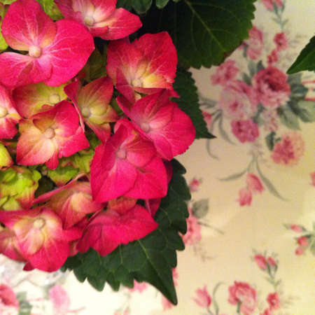 Red hydrangea
