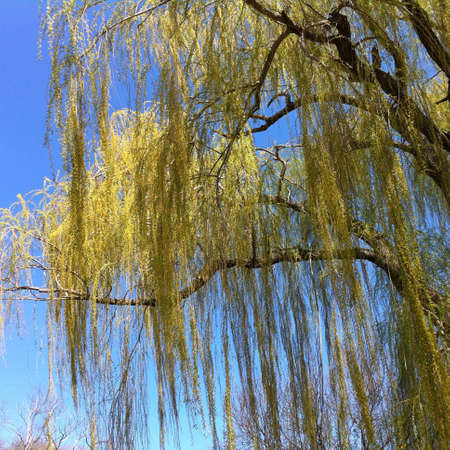 Wrapping wallow in early spring の素材