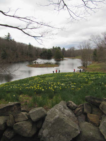 daffodils field beside a lake 