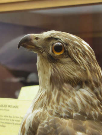 Falcon in  Boston museum of Scienceのeditorial素材
