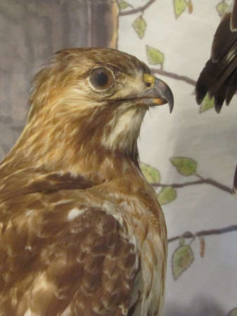 Falcon in  Boston museum of Scienceのeditorial素材
