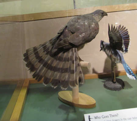 falcons in Boston museum of Scienceのeditorial素材