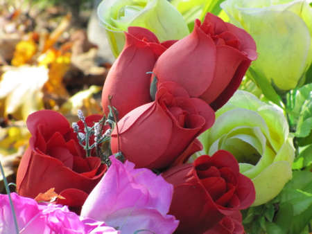 red roses on a graveの写真素材