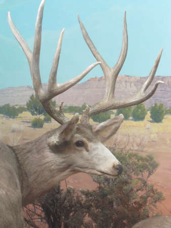 Peabody Museum of Natural History New Havenのeditorial素材