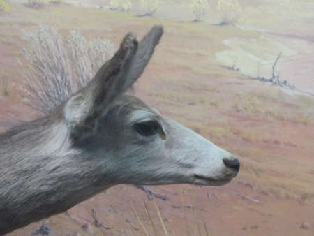 Peabody Museum of Natural History New Havenのeditorial素材