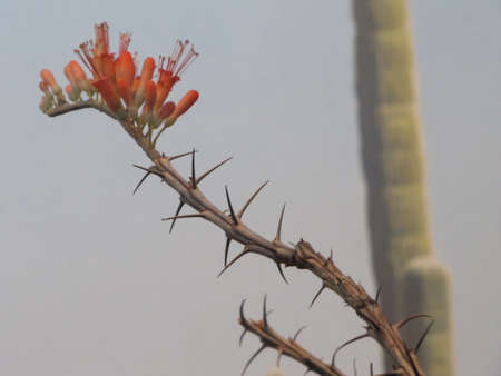 Peabody Museum of Natural History New Havenのeditorial素材